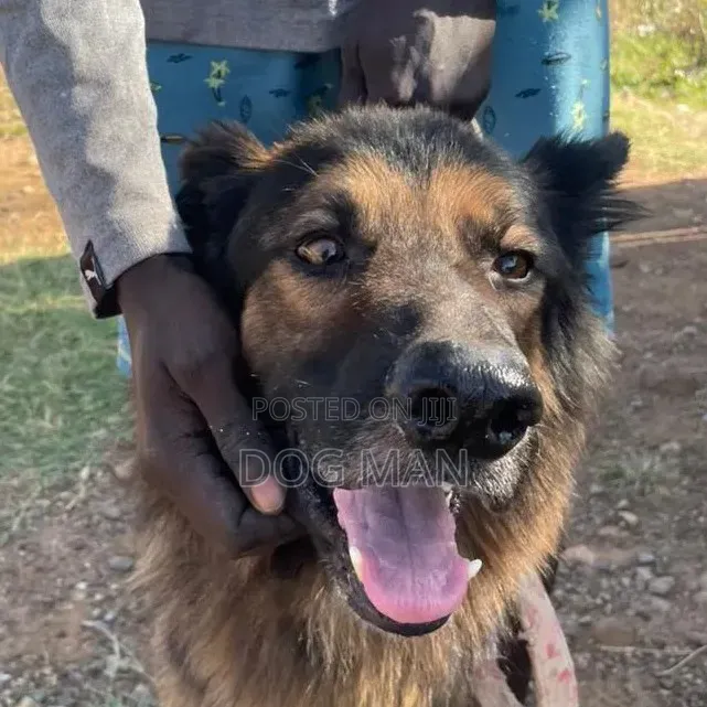 🐶 Pampered Pooch Grooming — Fresh, Clean & Flea-Free! 🐾 Kisumu