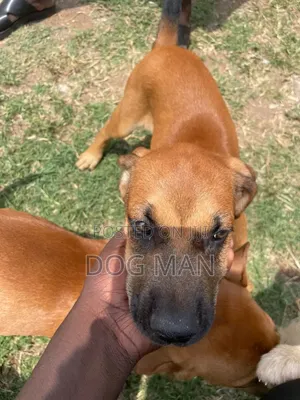 🐶 Pampered Pooch Grooming — Fresh, Clean & Flea-Free! 🐾 Kisumu