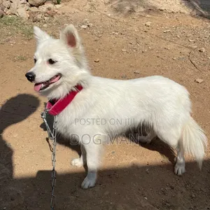 🐶 Pampered Pooch Grooming — Fresh, Clean & Flea-Free! 🐾 Kisumu