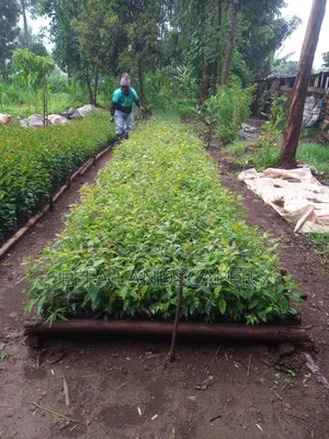 Japonica Fencing Plants