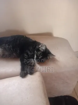 3-6 months Female Mixed Breed Bengal