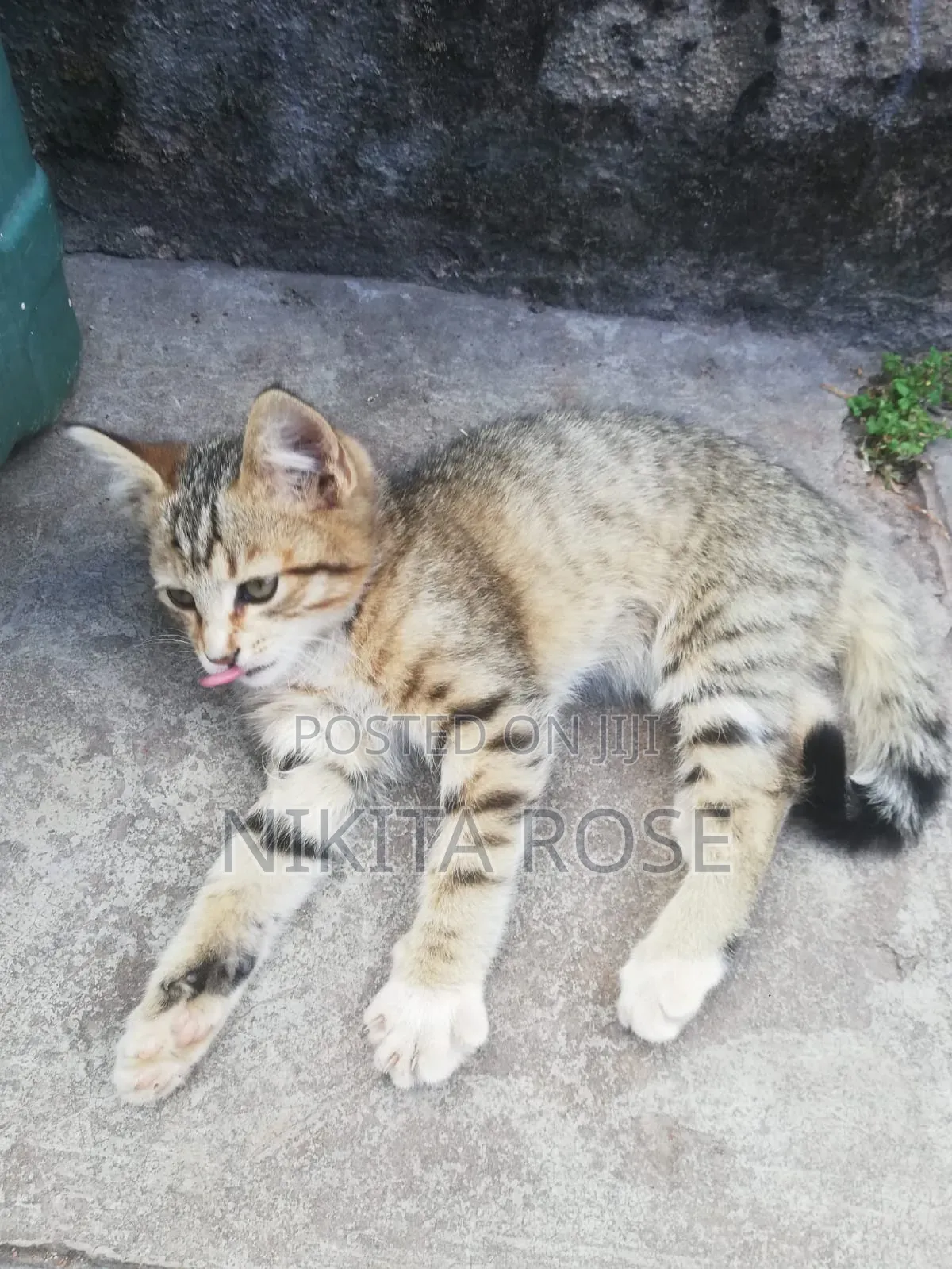 1-3 months Male Mixed Breed Persian