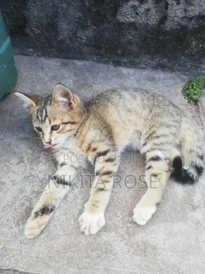 1-3 months Male Mixed Breed Persian
