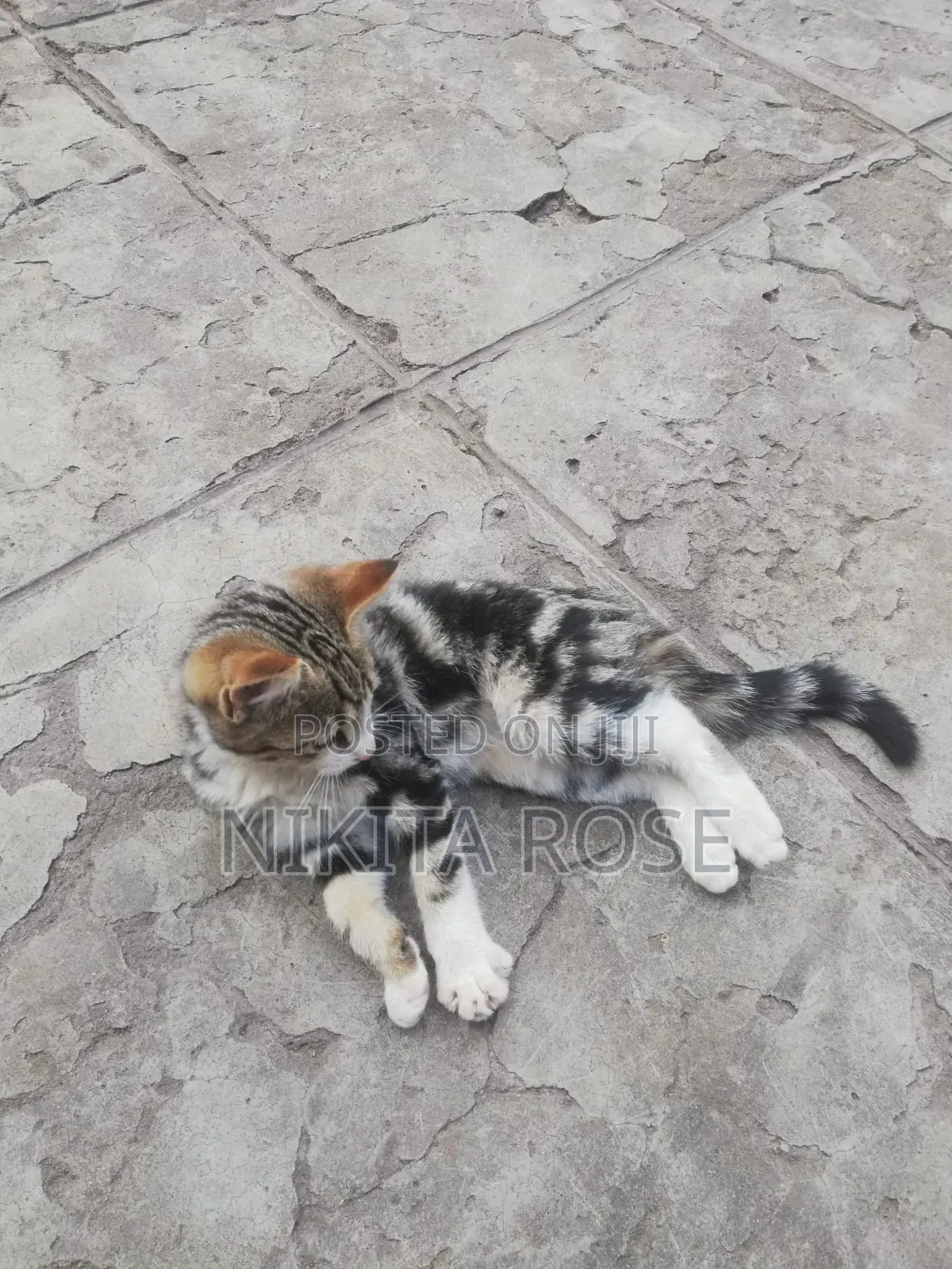 1-3 months Male Mixed Breed Persian