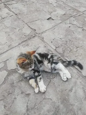 1-3 months Male Mixed Breed Persian