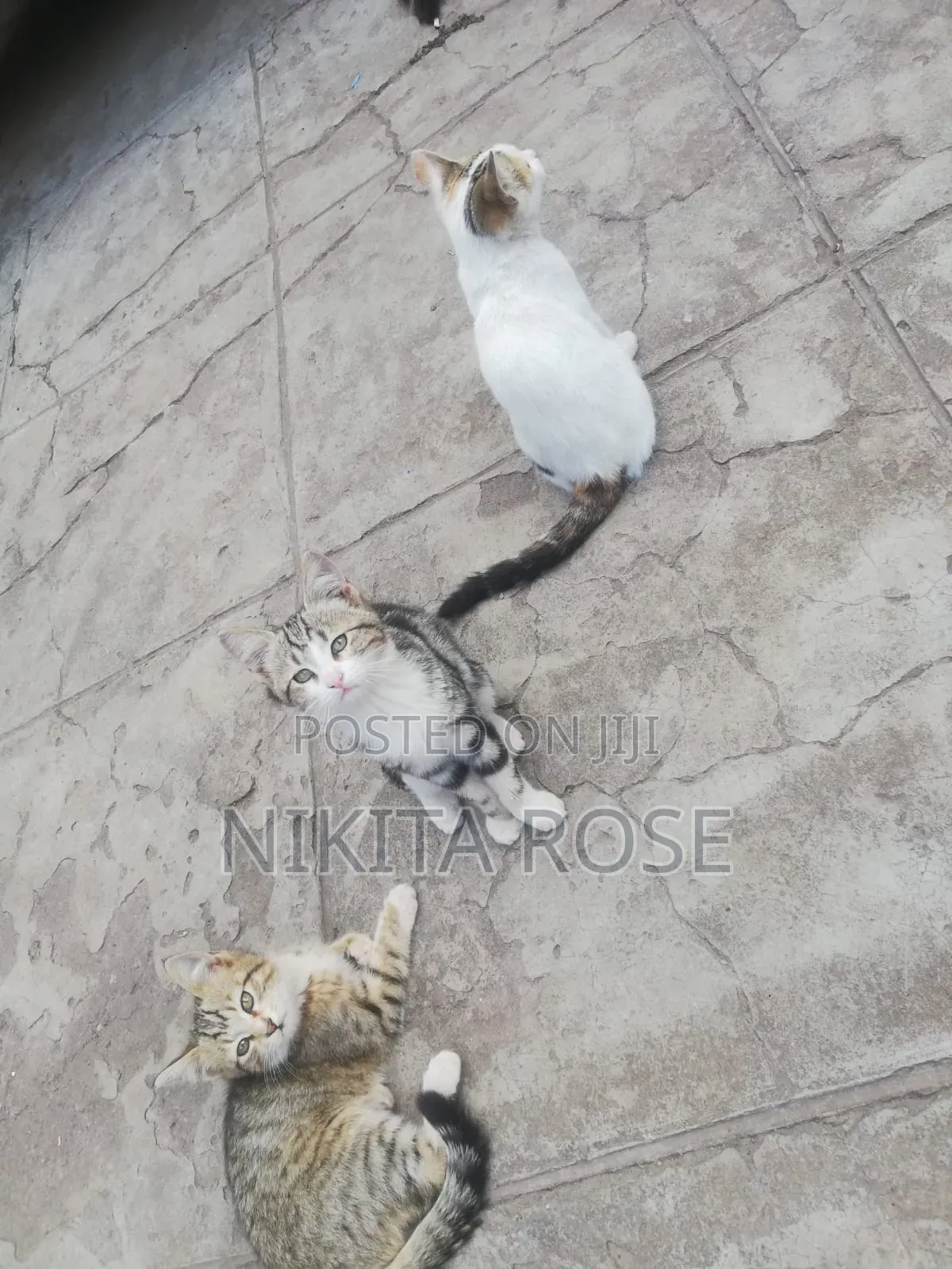 1-3 months Male Mixed Breed Persian