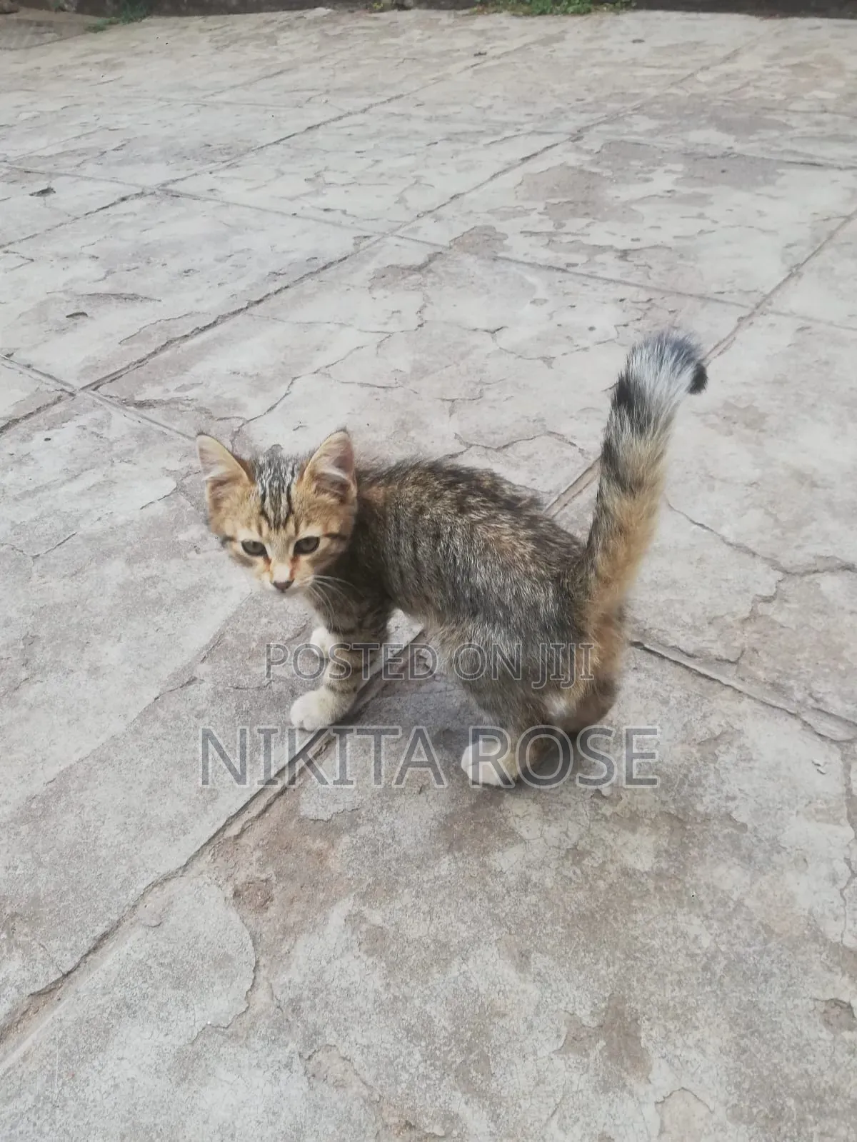 1-3 months Male Mixed Breed Persian