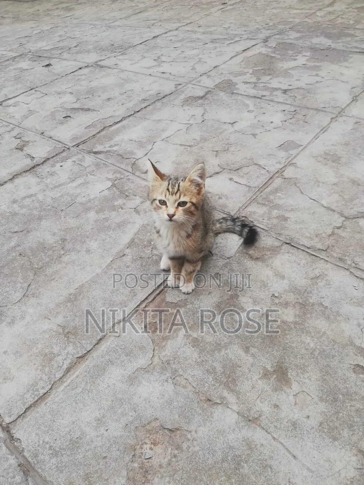 1-3 months Male Mixed Breed Persian