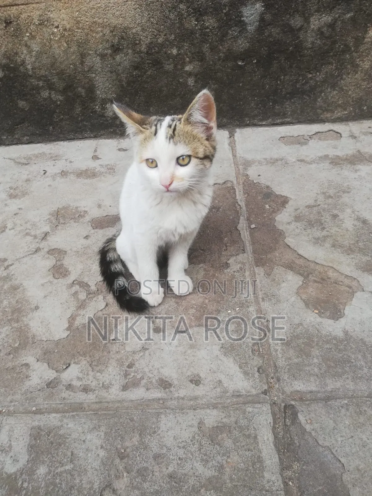 1-3 months Male Mixed Breed Persian