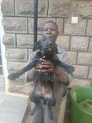 6-12 months Female Mixed Breed Labrador Retriever