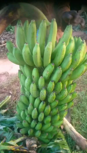 Fresh Farm Bananas