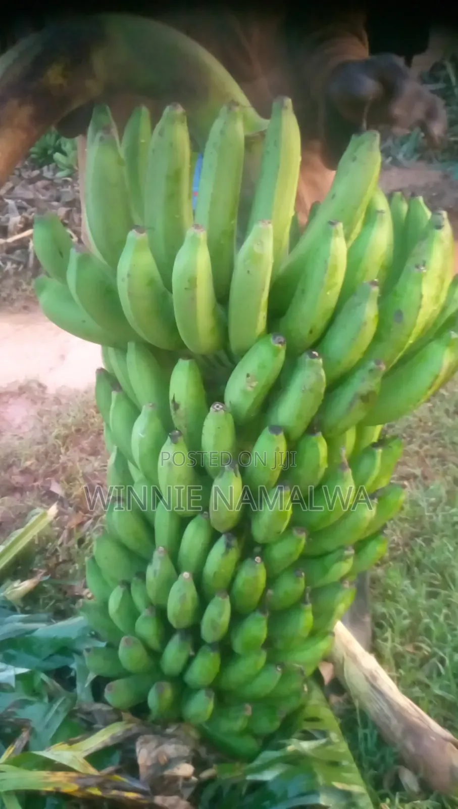Fresh Farm Bananas