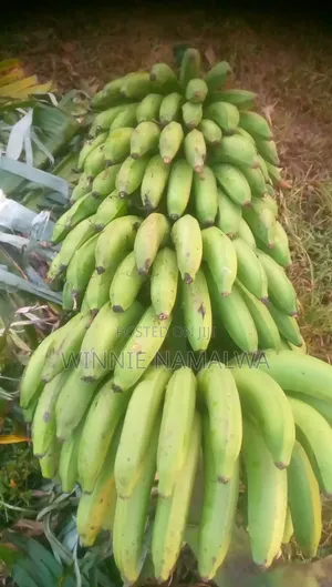 Fresh Farm Bananas