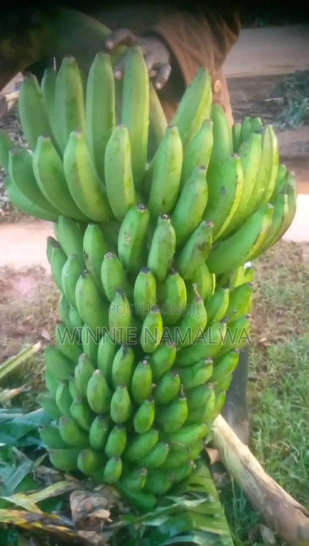 Fresh Farm Bananas - thumbnail 3