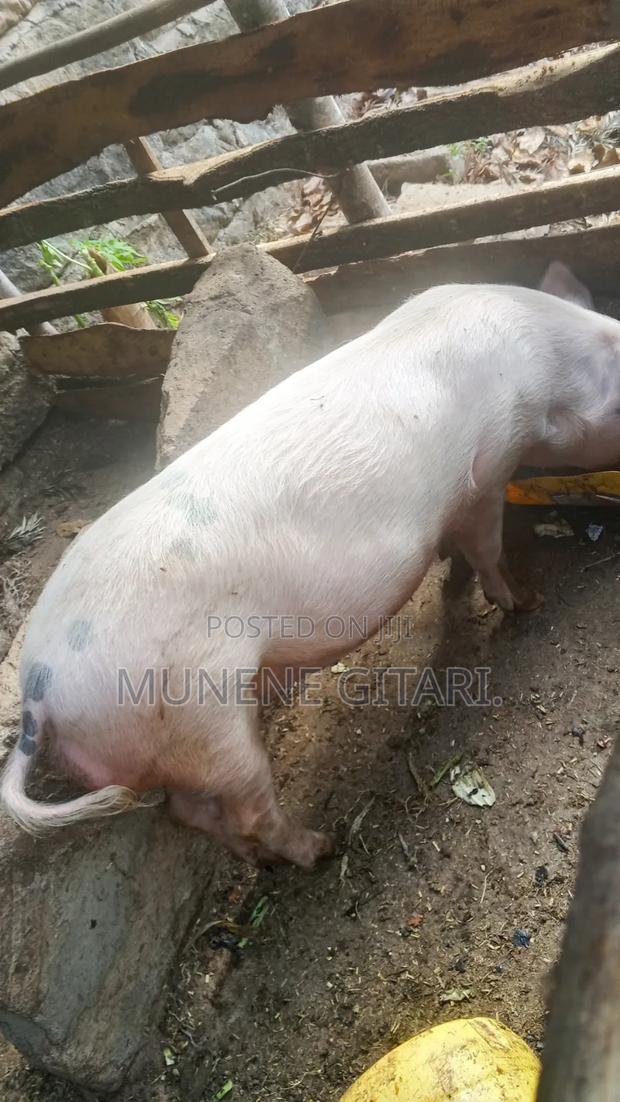 Pig Ready for Breeding or Slaughter