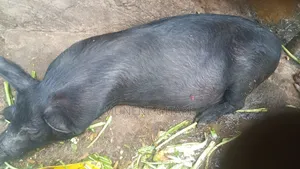 Pig Ready for Breeding or Slaughter