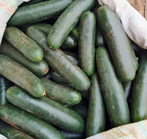 Cucumber for Sale