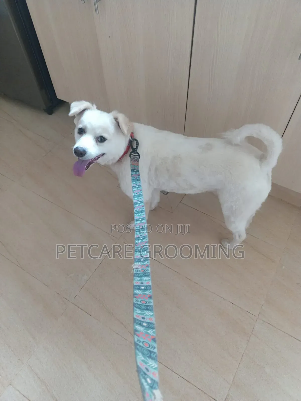 Pet Care Grooming