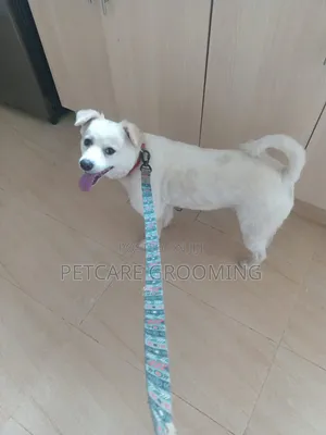 Pet Care Grooming