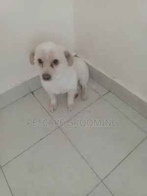 Pet Care Grooming