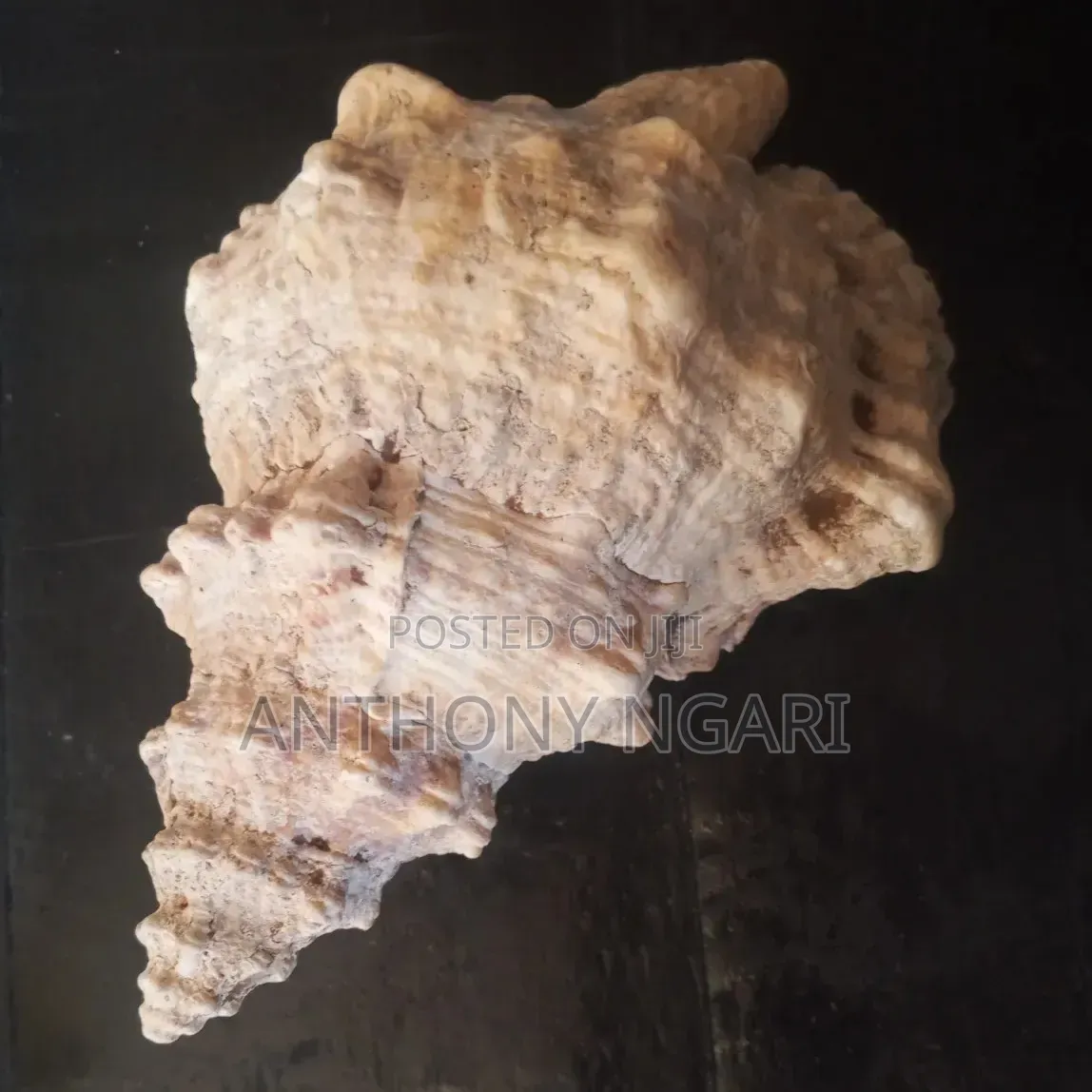 19s Century Sea Shell