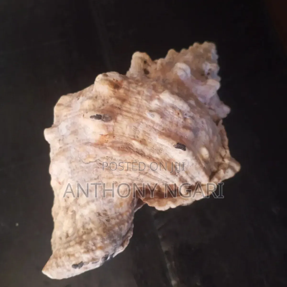 19s Century Sea Shell