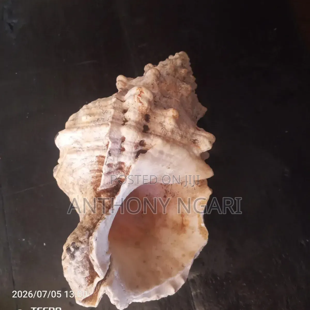 19s Century Sea Shell