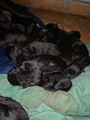 0-1 month Male Purebred Cane Corso