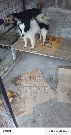 3-6 months Male Purebred Japanese Spitz