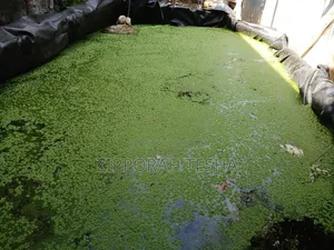 Azolla Seeds