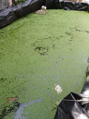 Azolla Seeds