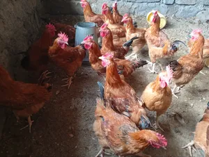 Improved Kienyeji Jogoo