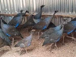 Vulturine Guinea Fowls
