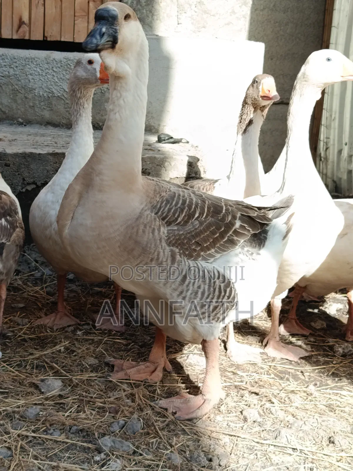 Geese Assorted
