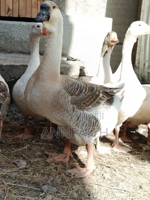 Geese Assorted