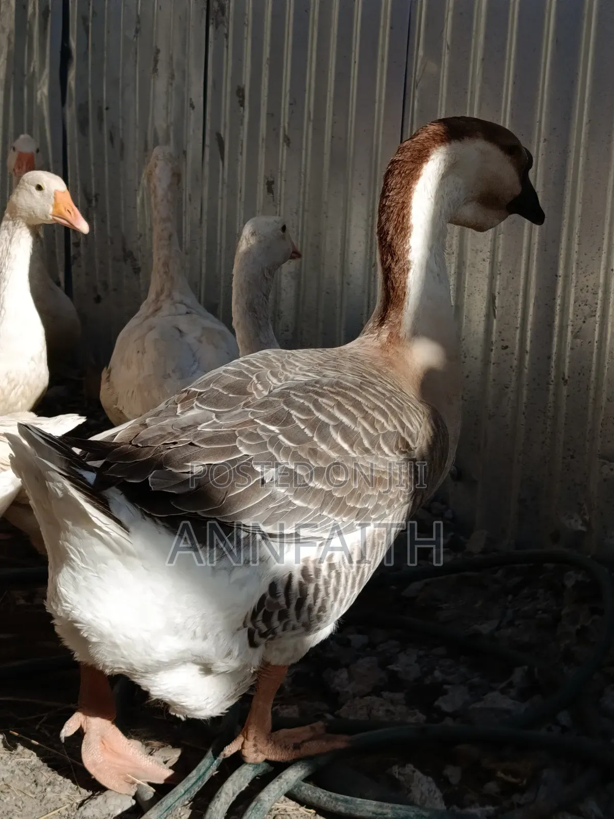 Geese Assorted