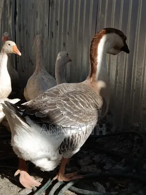 Geese Assorted