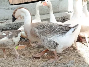 Geese Assorted