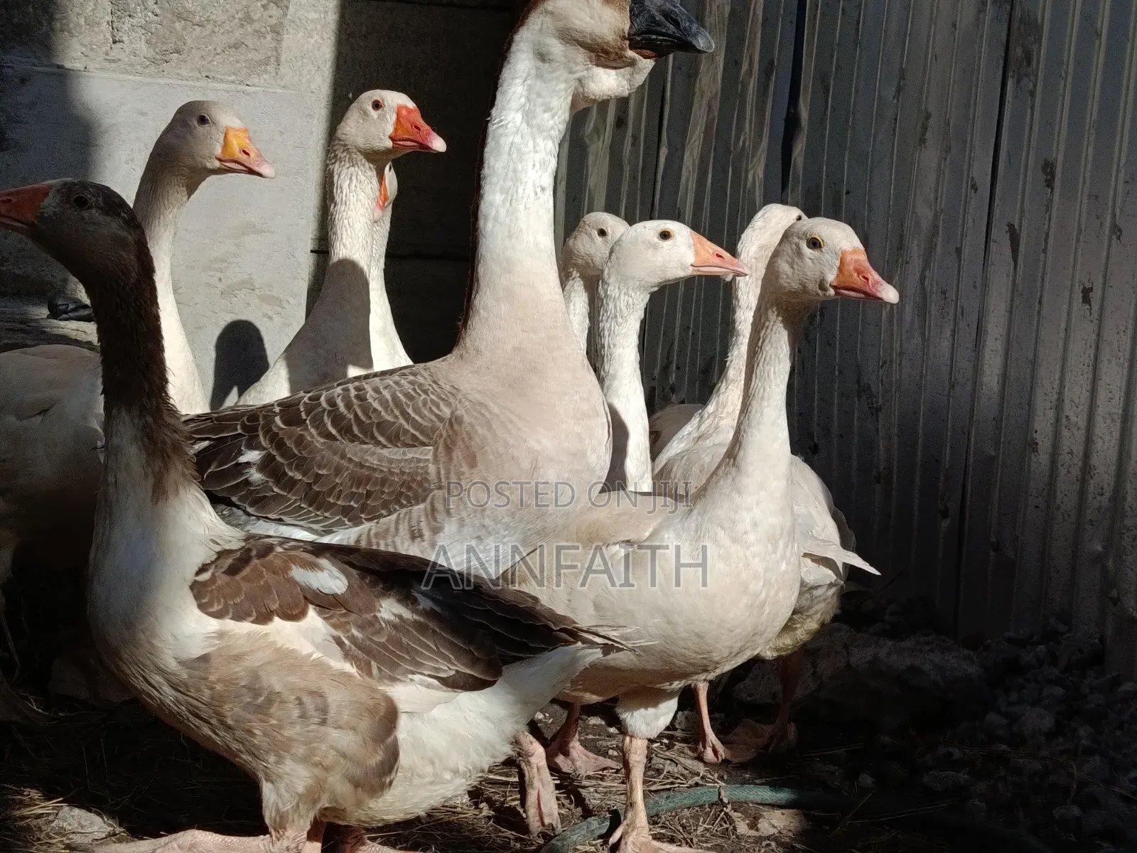 Geese Assorted