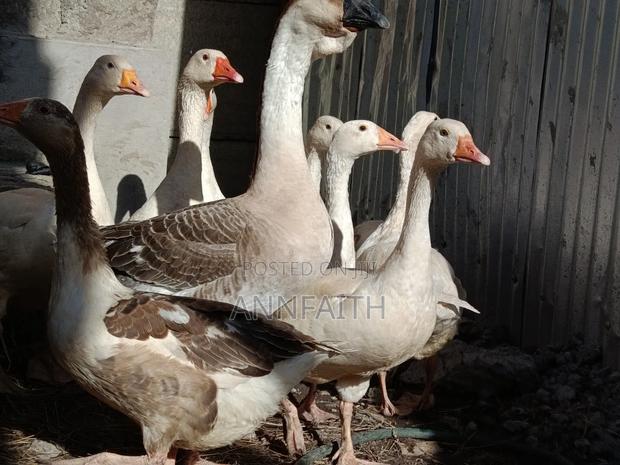 Geese Assorted - thumbnail 4