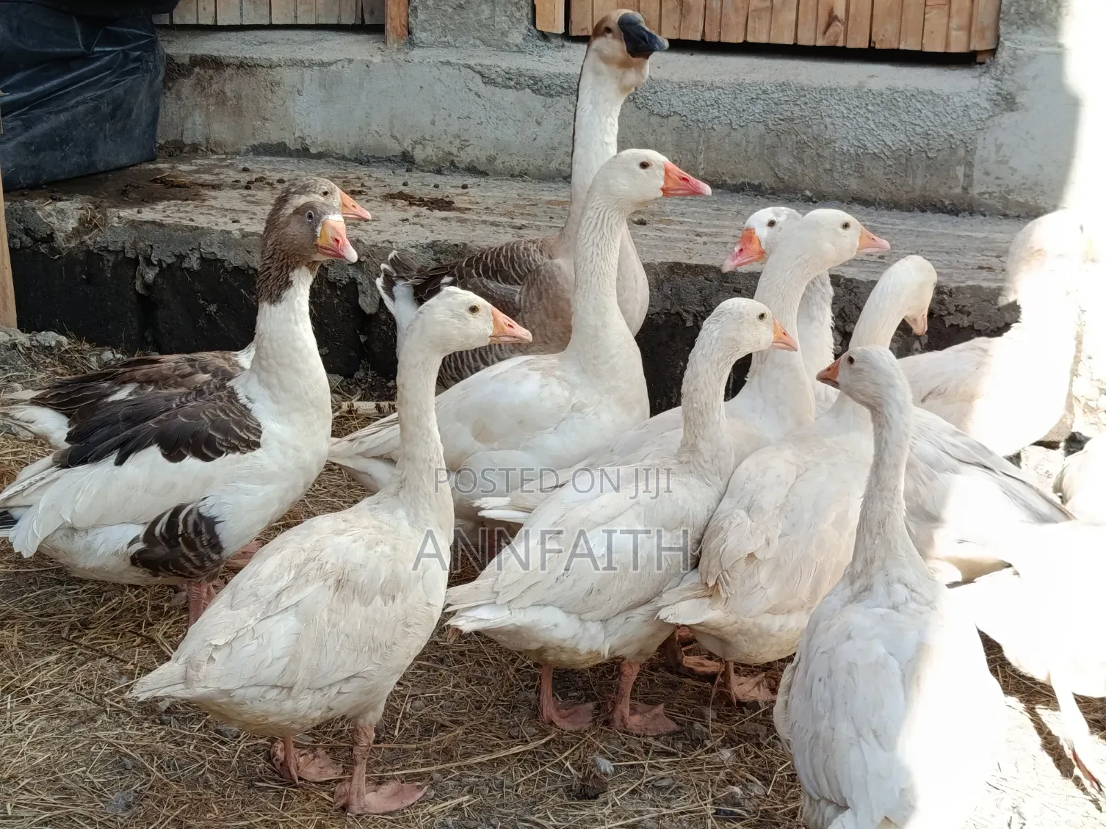 Geese Assorted