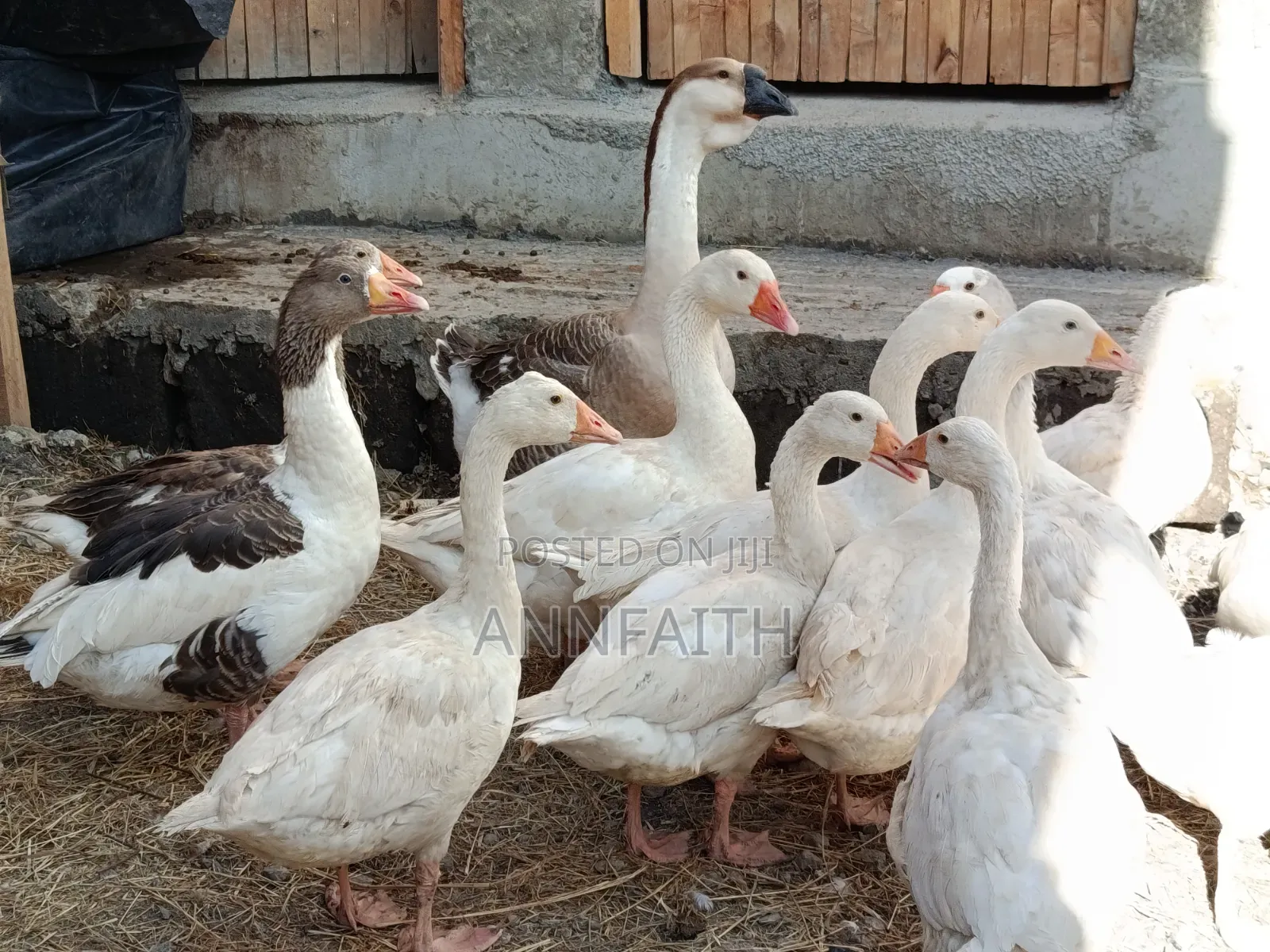 Geese Assorted