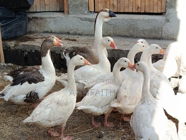 Geese Assorted - thumbnail 6