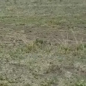 Plot for Sale in Juja Farm