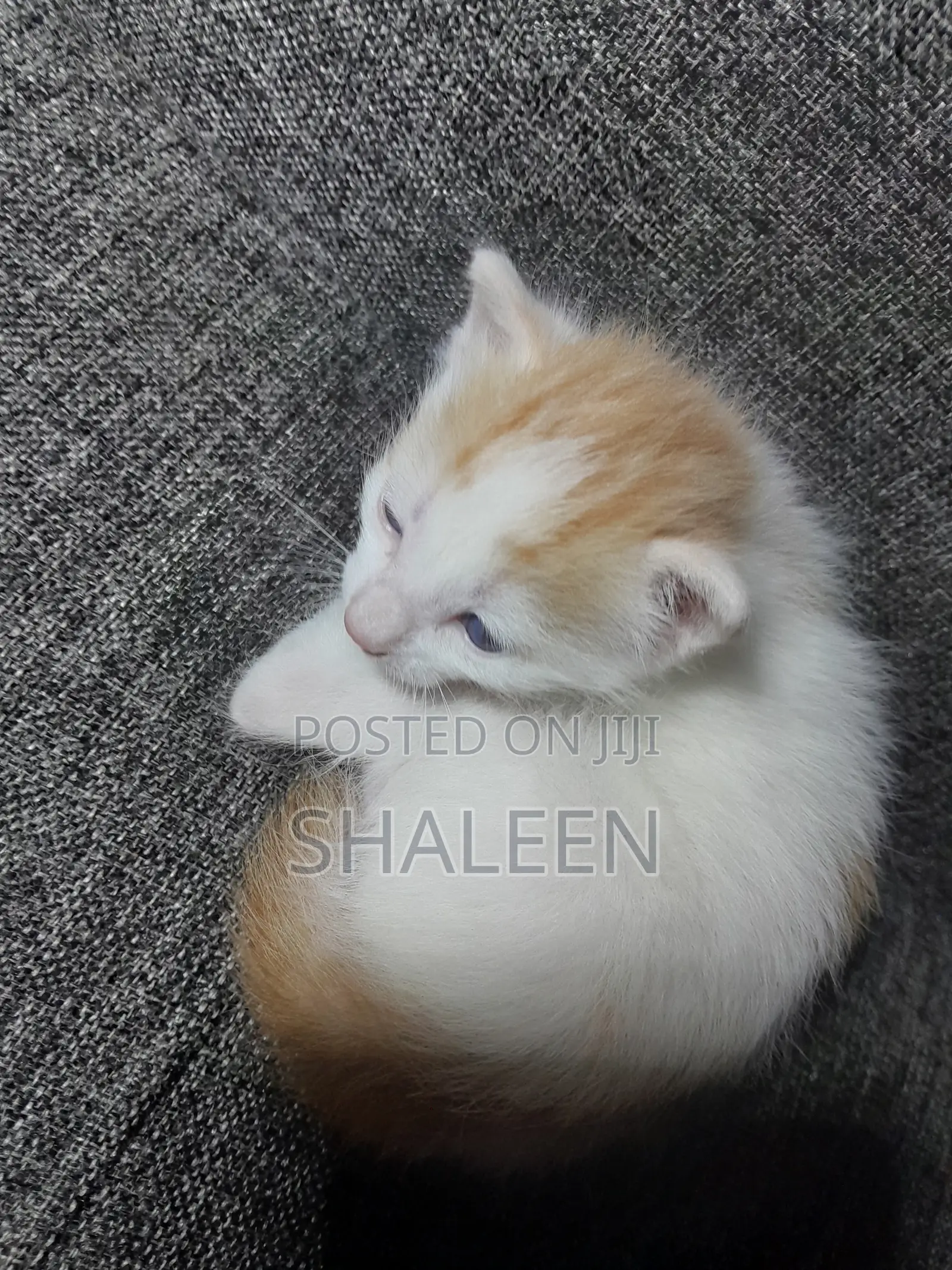 1-3 months Male Mixed Breed Cat