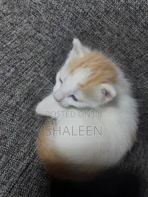 1-3 months Male Mixed Breed Cat