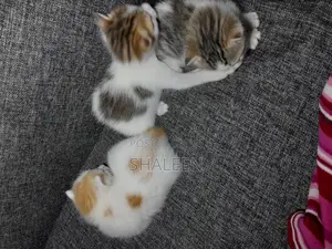 1-3 months Male Mixed Breed Cat