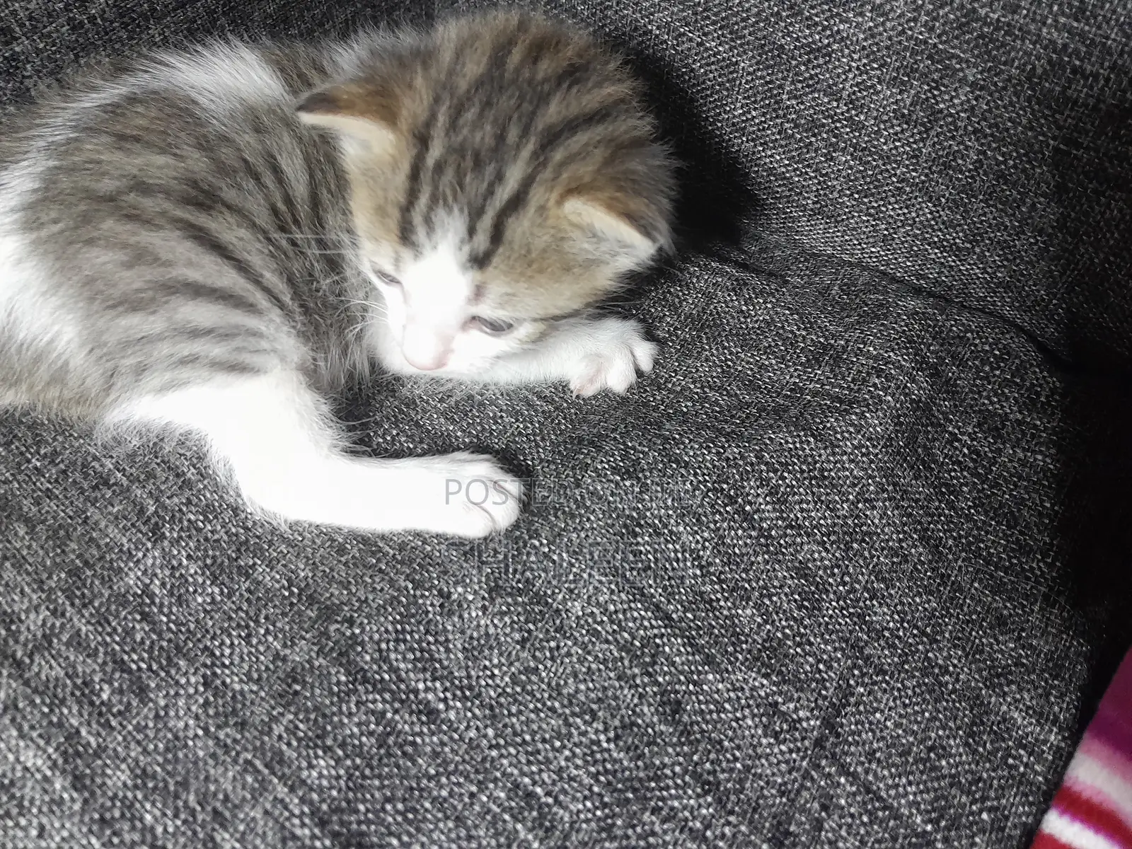 1-3 months Male Mixed Breed Cat