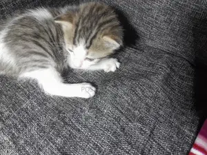 1-3 months Male Mixed Breed Cat