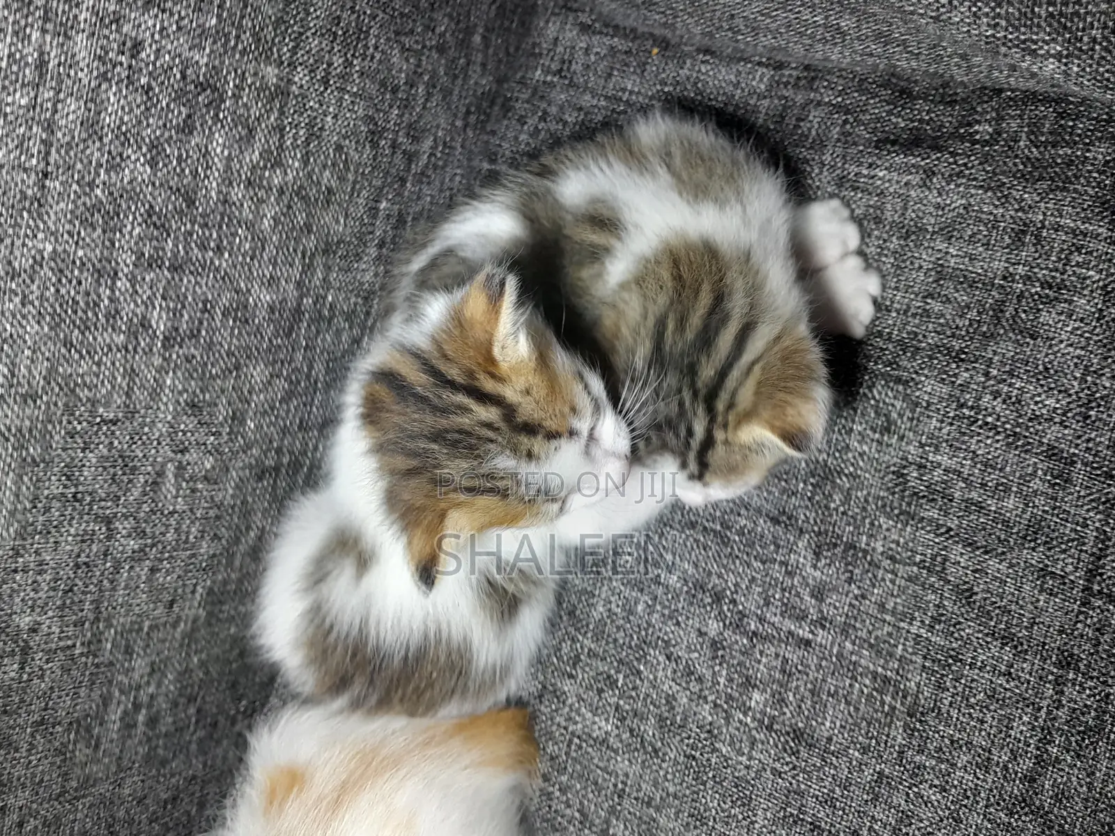 1-3 months Male Mixed Breed Cat